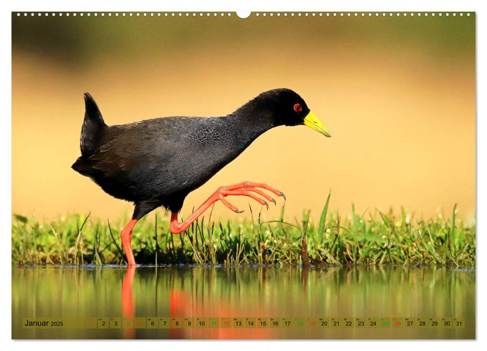 Vögel in Afrika - Magie der Farben (CALVENDO Premium Wandkalender 2025)