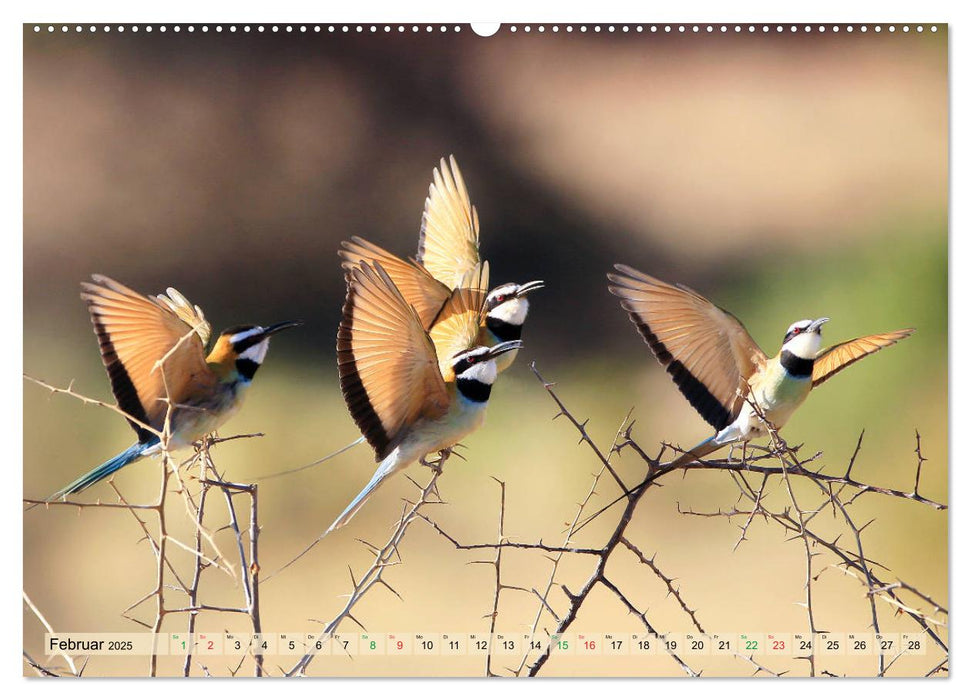 Vögel in Afrika - Magie der Farben (CALVENDO Premium Wandkalender 2025)