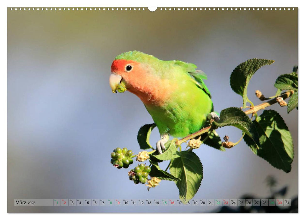 Vögel in Afrika - Magie der Farben (CALVENDO Premium Wandkalender 2025)