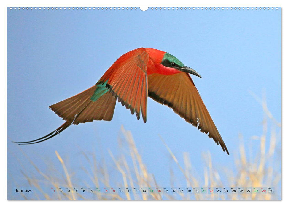 Vögel in Afrika - Magie der Farben (CALVENDO Premium Wandkalender 2025)
