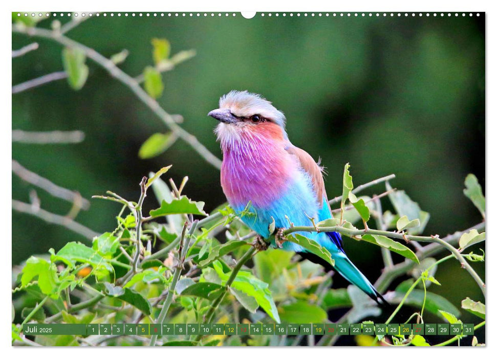 Vögel in Afrika - Magie der Farben (CALVENDO Premium Wandkalender 2025)