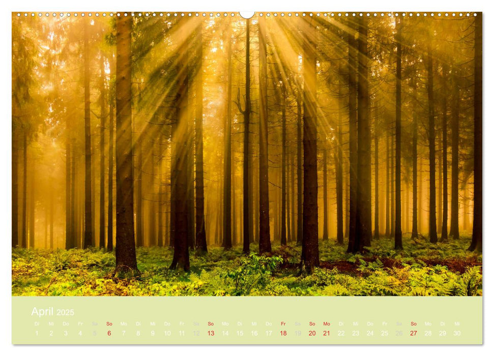 Zauberwälder - Flüstern der Natur (CALVENDO Wandkalender 2025)