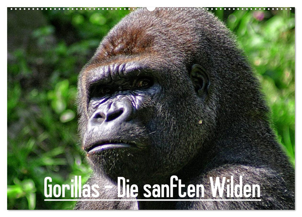 Gorillas - Die sanften Wilden (CALVENDO Wandkalender 2025)