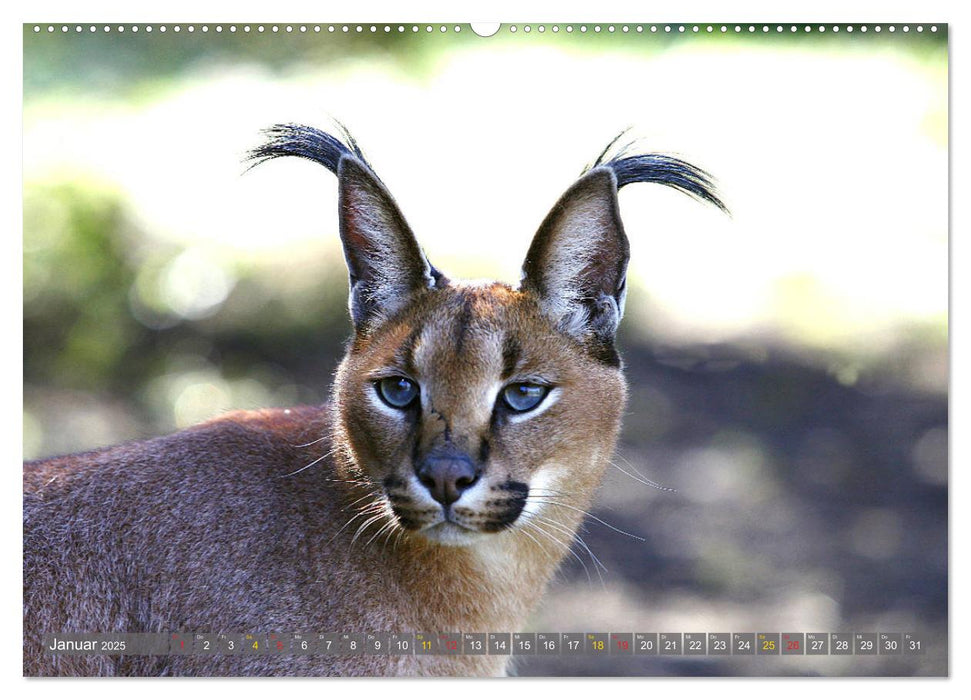 Katzen Afrikas (CALVENDO Premium Wandkalender 2025)