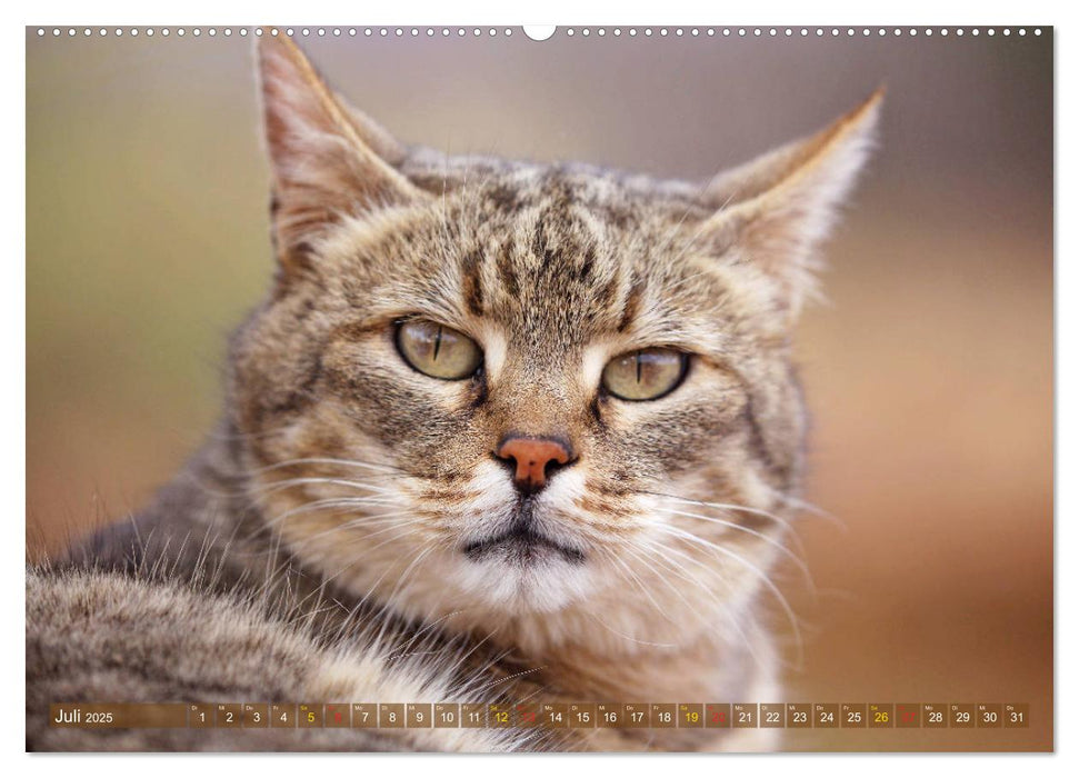 Katzen Afrikas (CALVENDO Premium Wandkalender 2025)