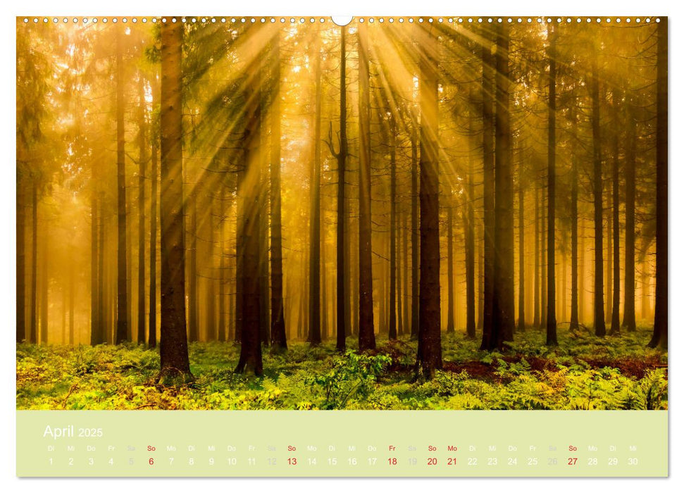 Zauberwälder - Flüstern der Natur (CALVENDO Premium Wandkalender 2025)