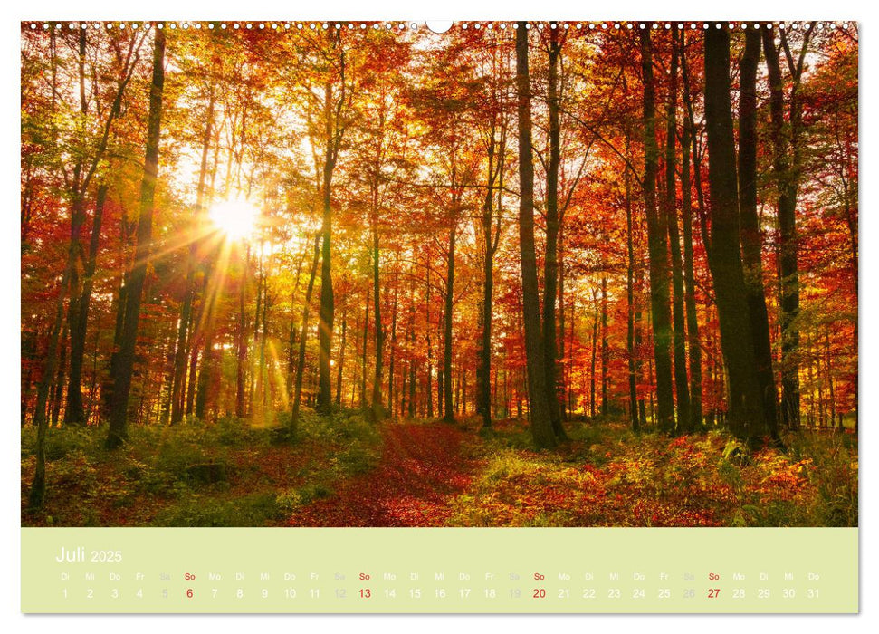 Zauberwälder - Flüstern der Natur (CALVENDO Premium Wandkalender 2025)