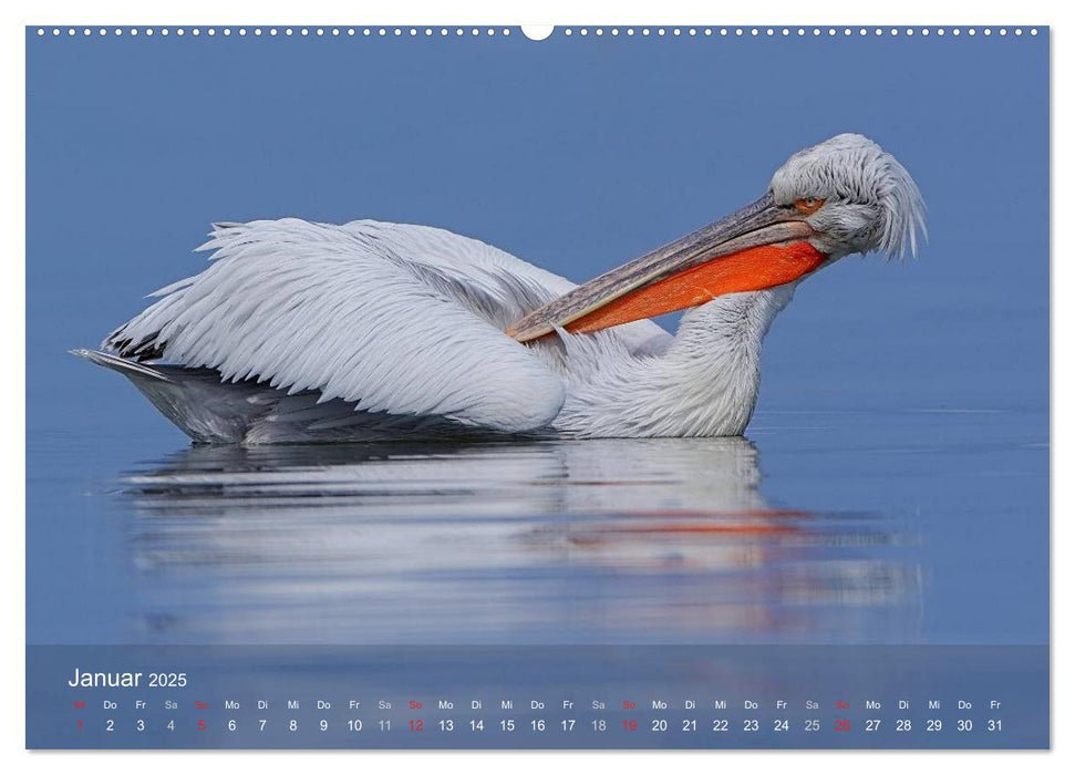 Pelikan-Kalender (CALVENDO Premium Wandkalender 2025)