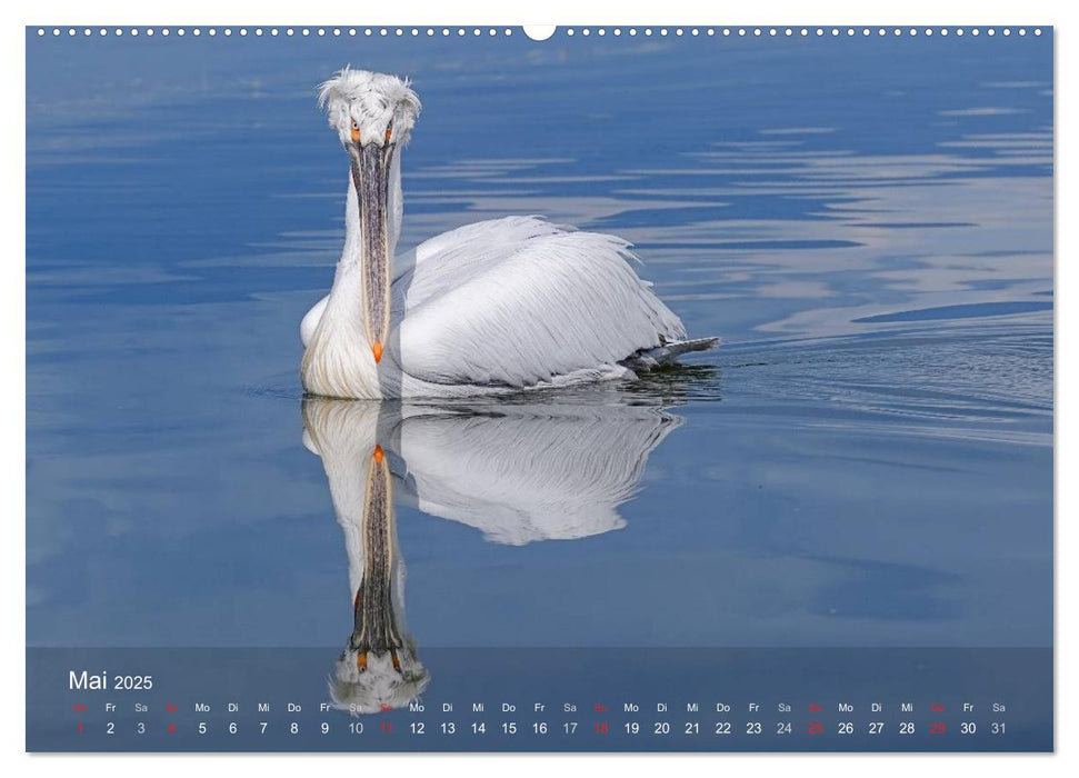 Pelikan-Kalender (CALVENDO Premium Wandkalender 2025)