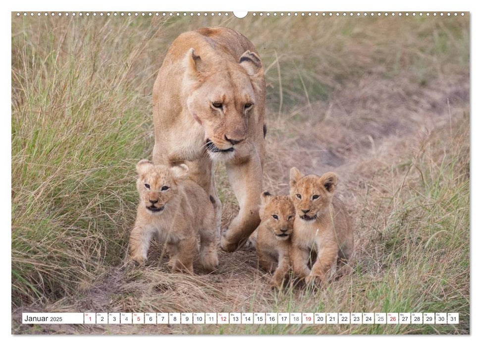 Emotionale Momente: Löwenbabys - so süß. (CALVENDO Premium Wandkalender 2025)