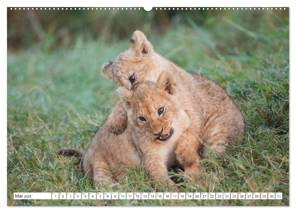 Emotionale Momente: Löwenbabys - so süß. (CALVENDO Premium Wandkalender 2025)