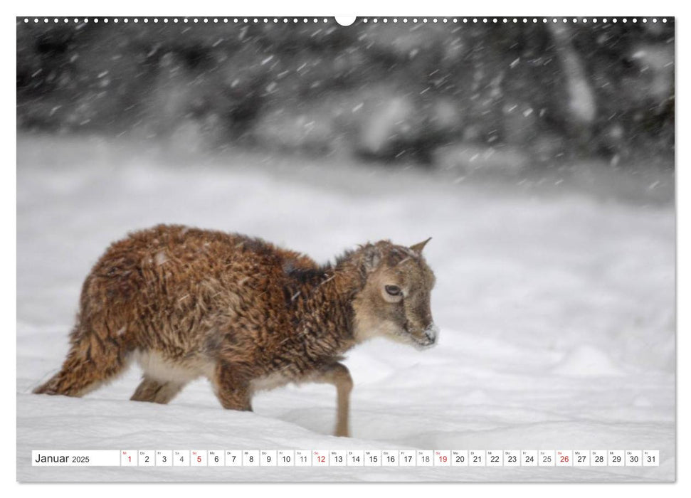 Emotionale Momente: Muffelwild. (CALVENDO Premium Wandkalender 2025)