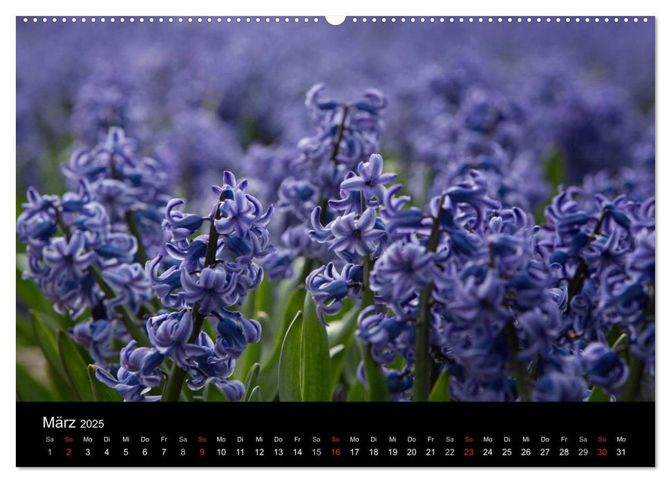 Ein fotografischer Streifzug durch Holland (CALVENDO Wandkalender 2025)