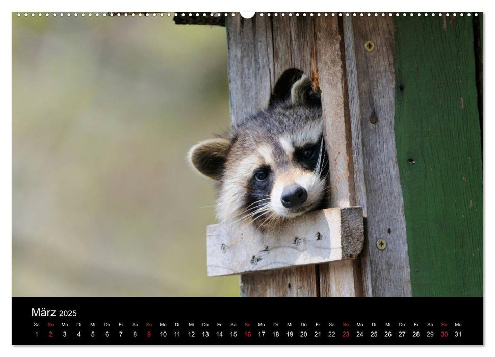 Wildtiere in deutschen Wäldern (CALVENDO Premium Wandkalender 2025)