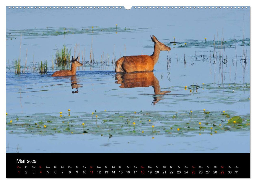 Wildtiere in deutschen Wäldern (CALVENDO Premium Wandkalender 2025)