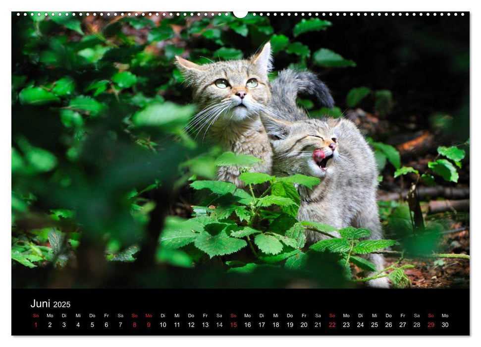 Wildtiere in deutschen Wäldern (CALVENDO Premium Wandkalender 2025)