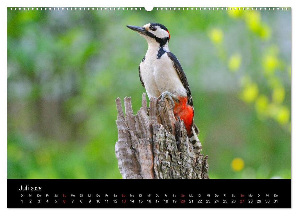 Wildtiere in deutschen Wäldern (CALVENDO Premium Wandkalender 2025)