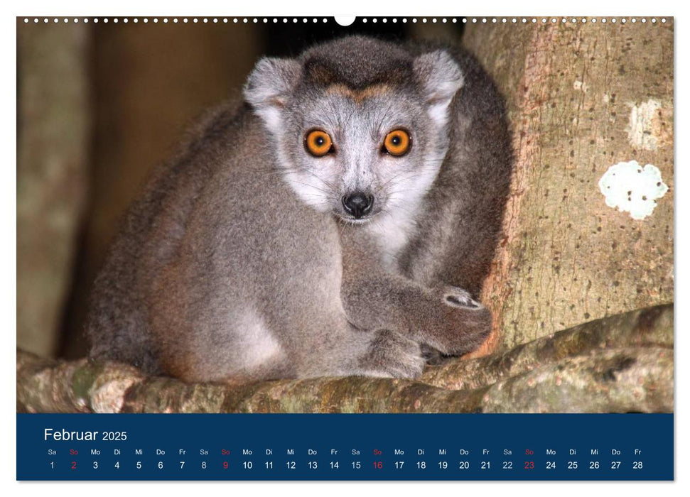 Faszination Madagaskar (CALVENDO Premium Wandkalender 2025)