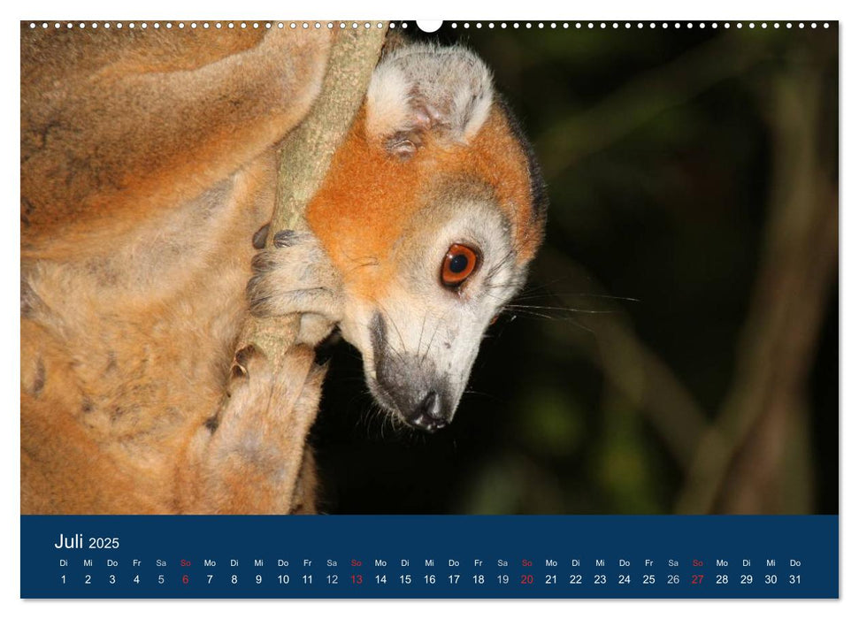 Faszination Madagaskar (CALVENDO Premium Wandkalender 2025)