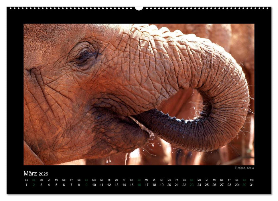 Wilde Tiere Afrikas (CALVENDO Premium Wandkalender 2025)