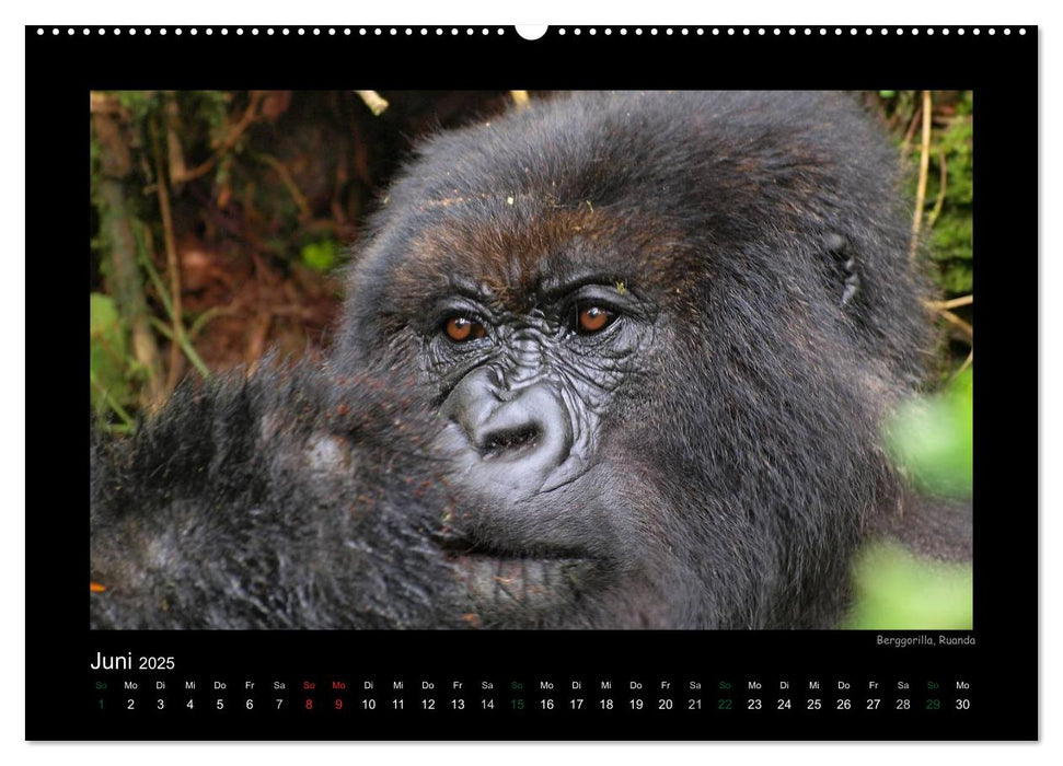 Wilde Tiere Afrikas (CALVENDO Premium Wandkalender 2025)