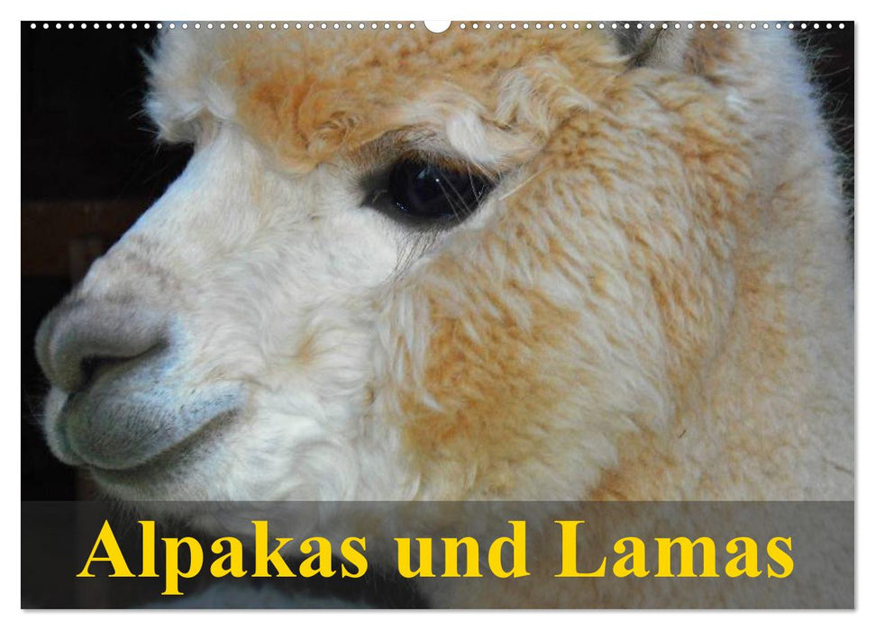 Alpakas und Lamas (CALVENDO Wandkalender 2025)