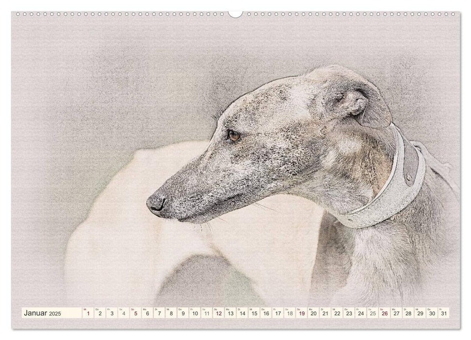 Whippet 2025 (CALVENDO Premium Wandkalender 2025)