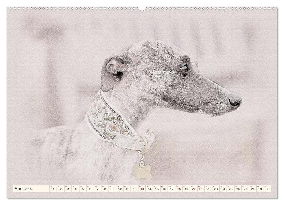 Whippet 2025 (CALVENDO Premium Wandkalender 2025)