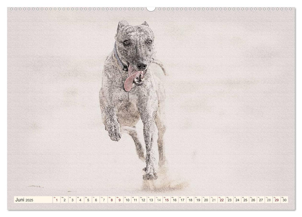 Whippet 2025 (CALVENDO Premium Wandkalender 2025)