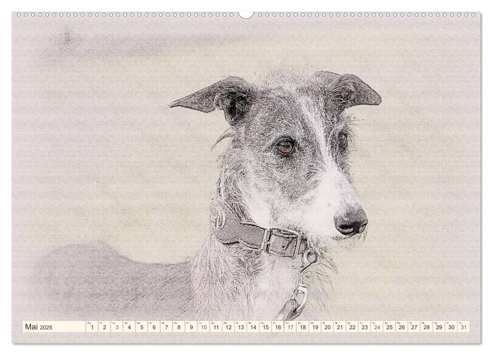 Windhunde 2025 (CALVENDO Premium Wandkalender 2025)