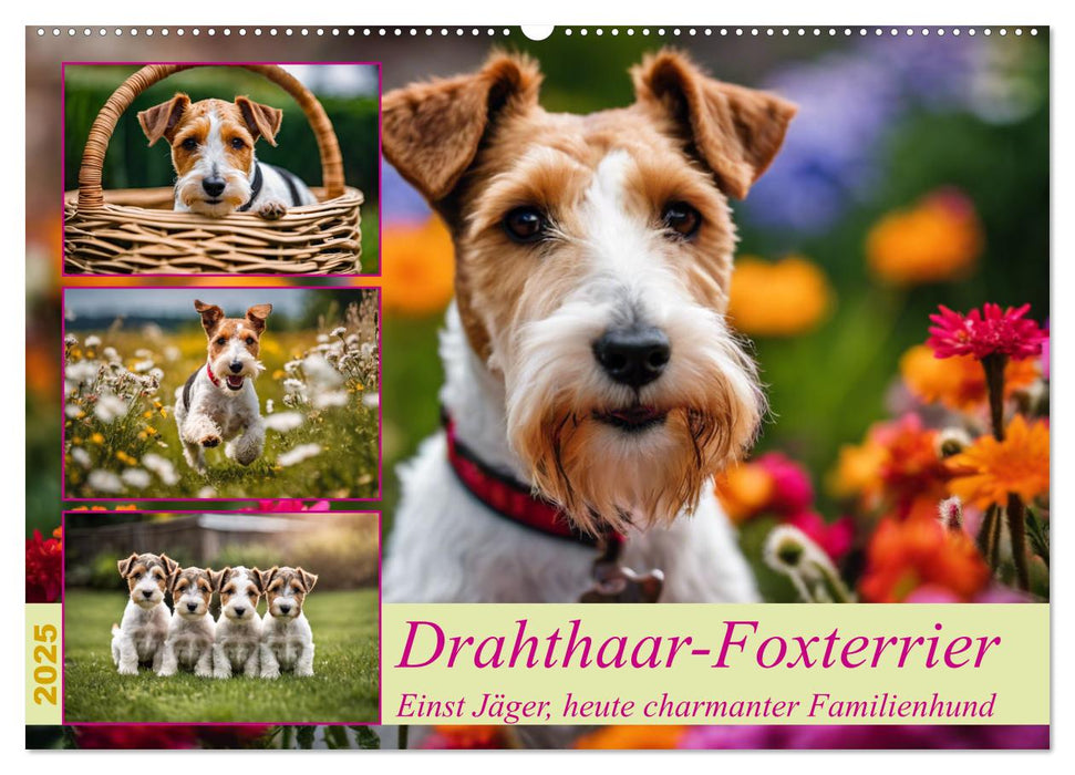 Drahthaar-Foxterrier (CALVENDO Wandkalender 2025)