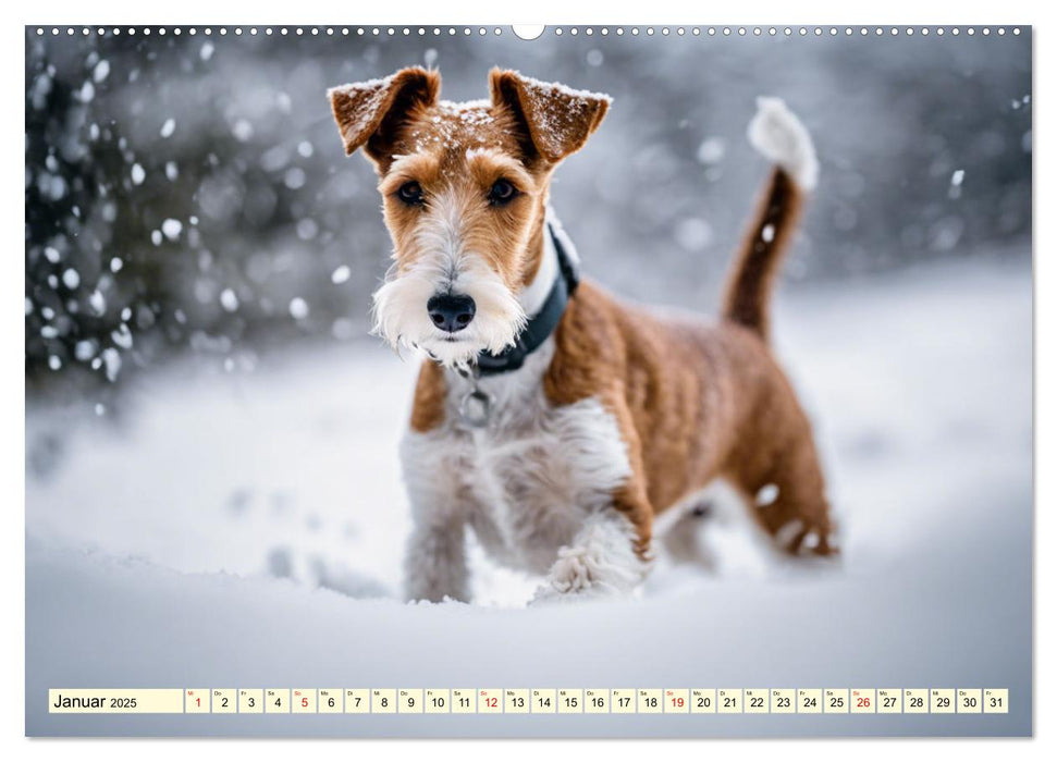 Drahthaar-Foxterrier (CALVENDO Wandkalender 2025)