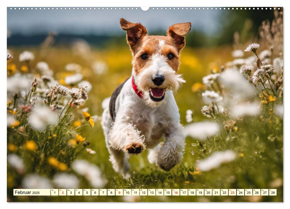 Drahthaar-Foxterrier (CALVENDO Wandkalender 2025)