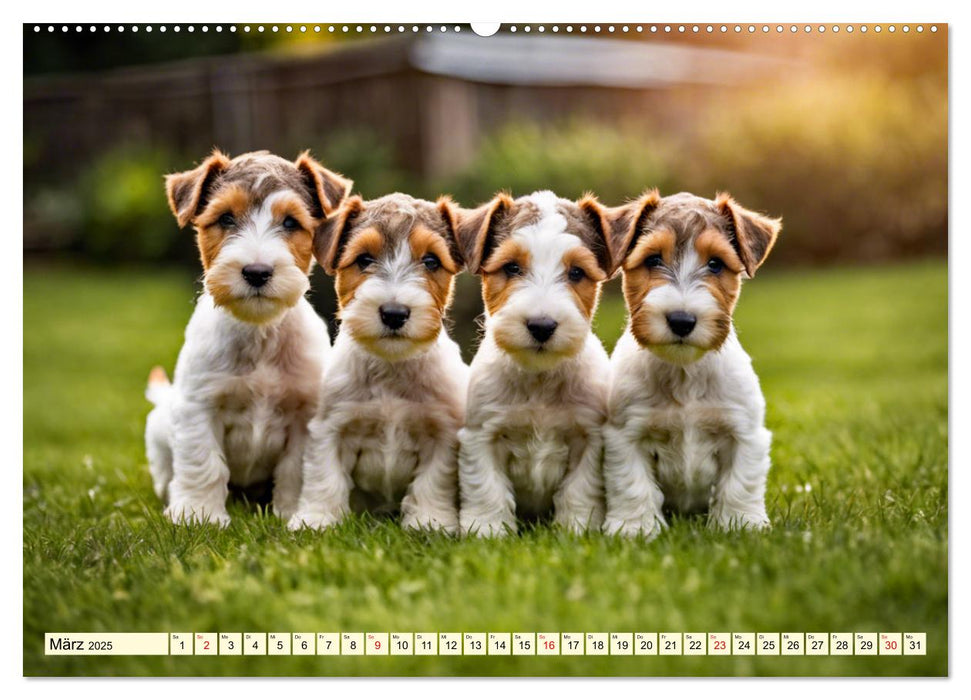 Drahthaar-Foxterrier (CALVENDO Wandkalender 2025)