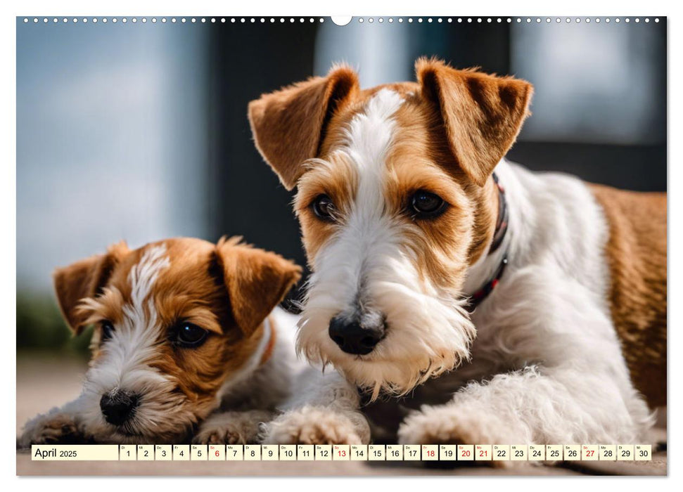 Drahthaar-Foxterrier (CALVENDO Wandkalender 2025)