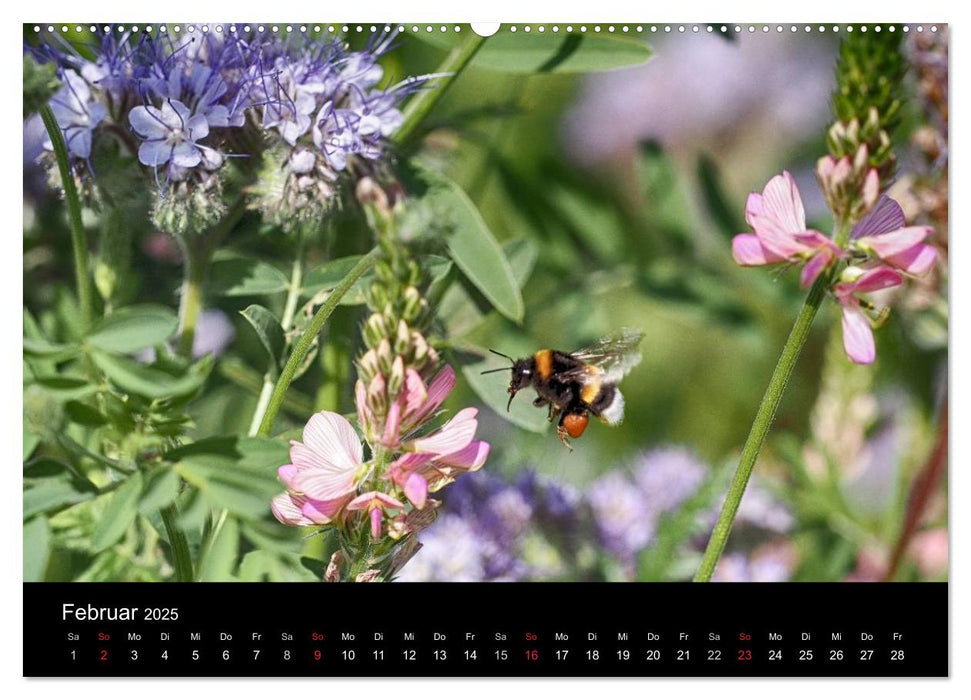 Hummelflug (CALVENDO Premium Wandkalender 2025)