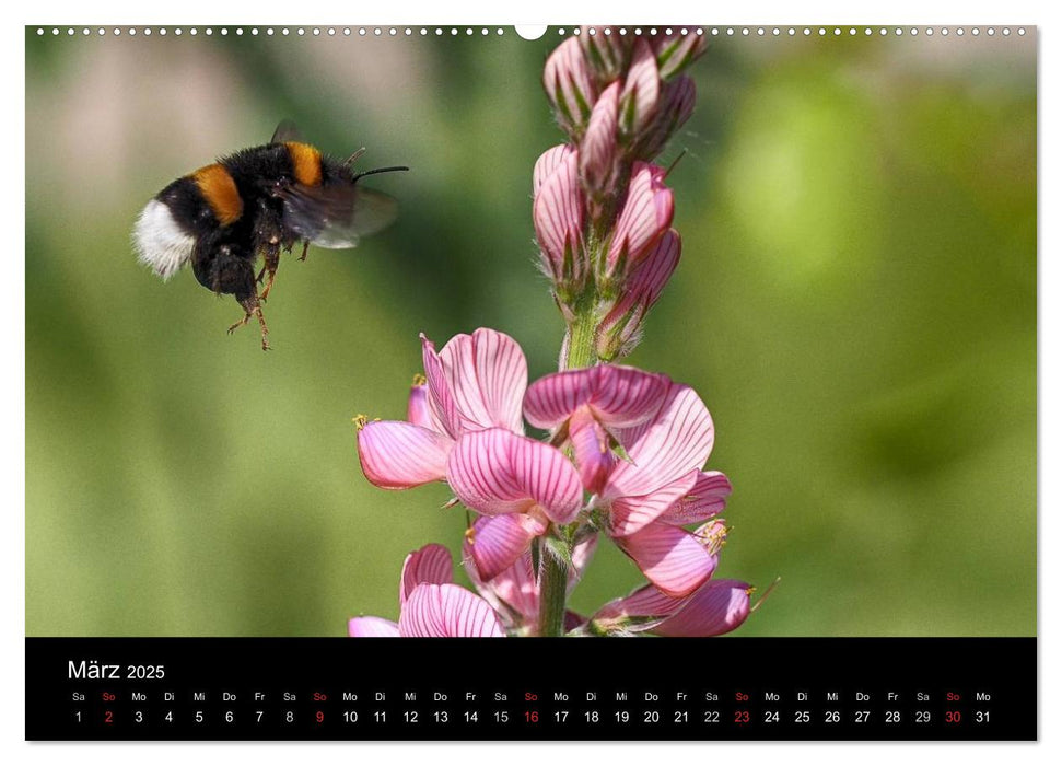 Hummelflug (CALVENDO Premium Wandkalender 2025)