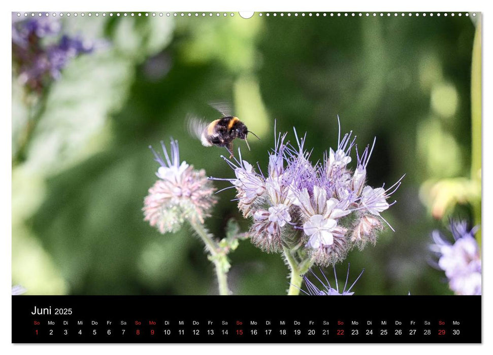 Hummelflug (CALVENDO Premium Wandkalender 2025)