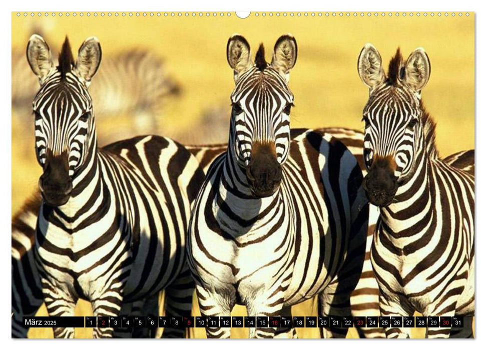 Zebras - Ungezähmte Kraft (CALVENDO Premium Wandkalender 2025)