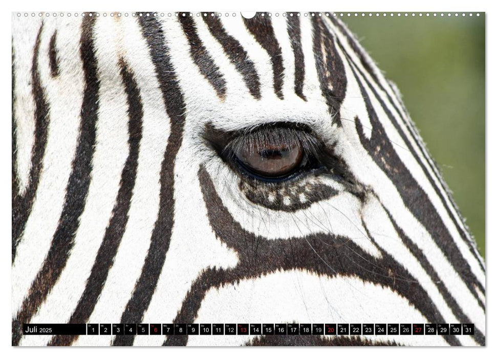 Zebras - Ungezähmte Kraft (CALVENDO Premium Wandkalender 2025)