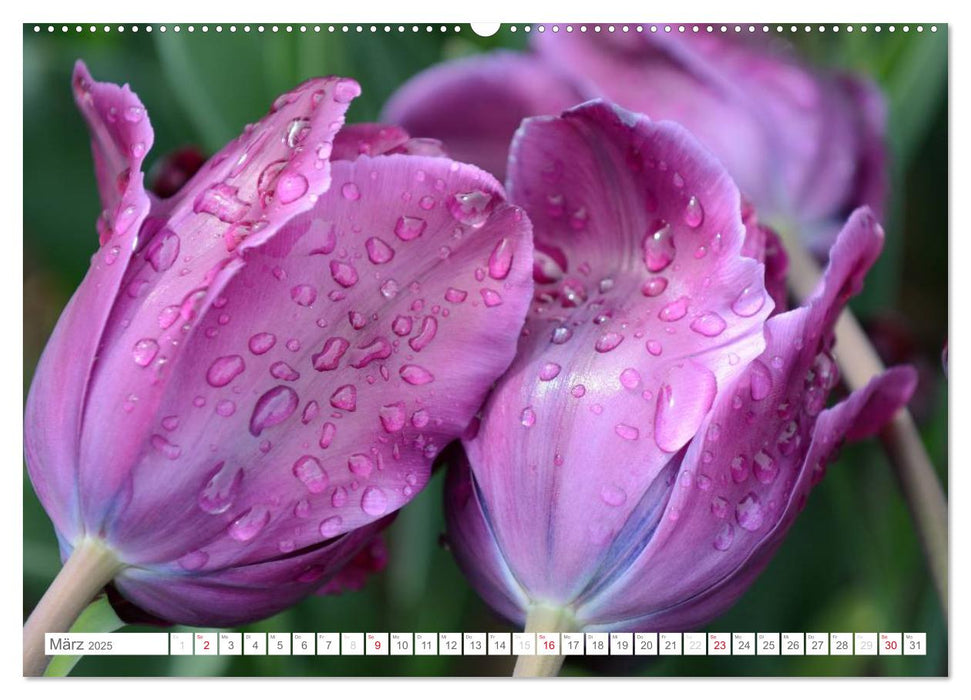 Tulpen im Regen (CALVENDO Premium Wandkalender 2025)