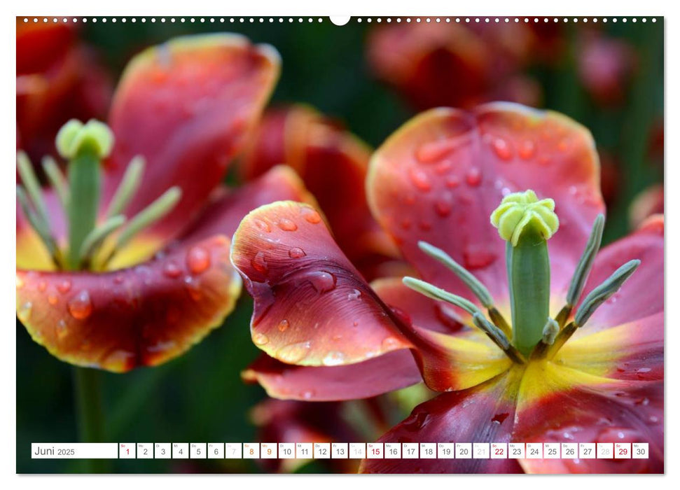 Tulpen im Regen (CALVENDO Premium Wandkalender 2025)