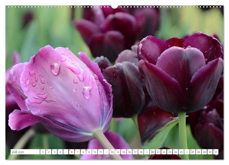 Tulpen im Regen (CALVENDO Premium Wandkalender 2025)