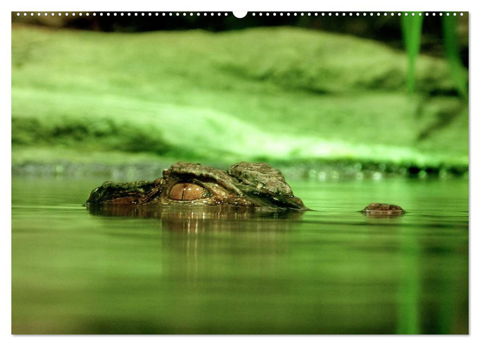 Regenwald • Tiere im Dschungel (CALVENDO Premium Wandkalender 2025)