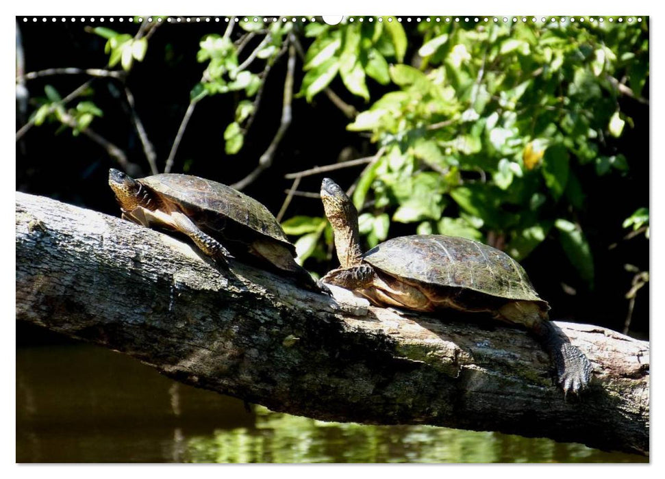 Regenwald • Tiere im Dschungel (CALVENDO Premium Wandkalender 2025)