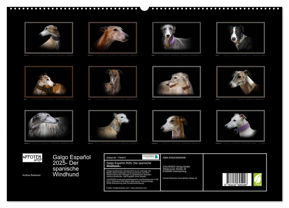 Galgo Español 2025- Der spanische Windhund (CALVENDO Premium Wandkalender 2025)