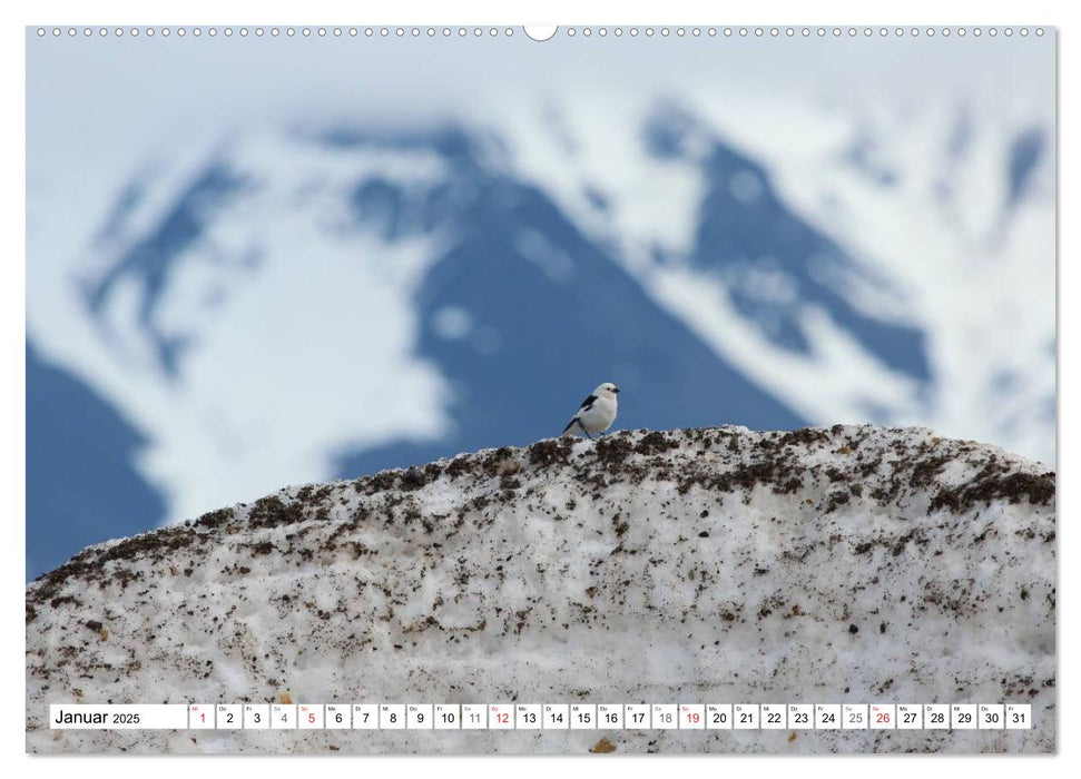 Schönes Svalbard (CALVENDO Premium Wandkalender 2025)