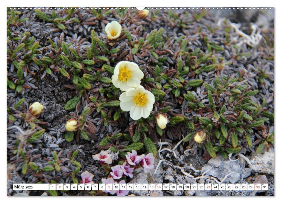 Schönes Svalbard (CALVENDO Premium Wandkalender 2025)