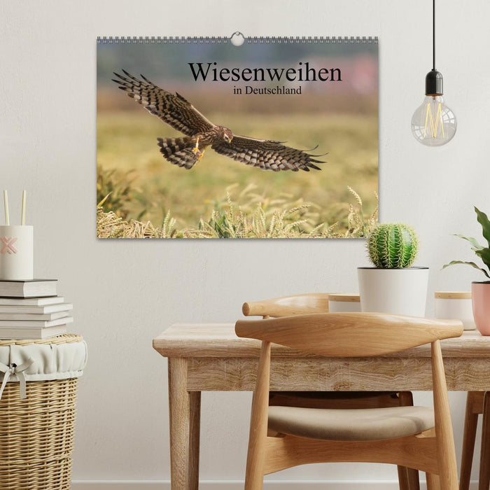 Wiesenweihen in Deutschland (CALVENDO Wandkalender 2025)