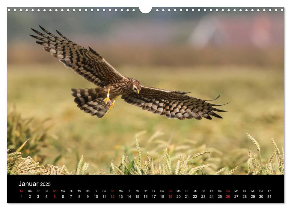 Wiesenweihen in Deutschland (CALVENDO Wandkalender 2025)